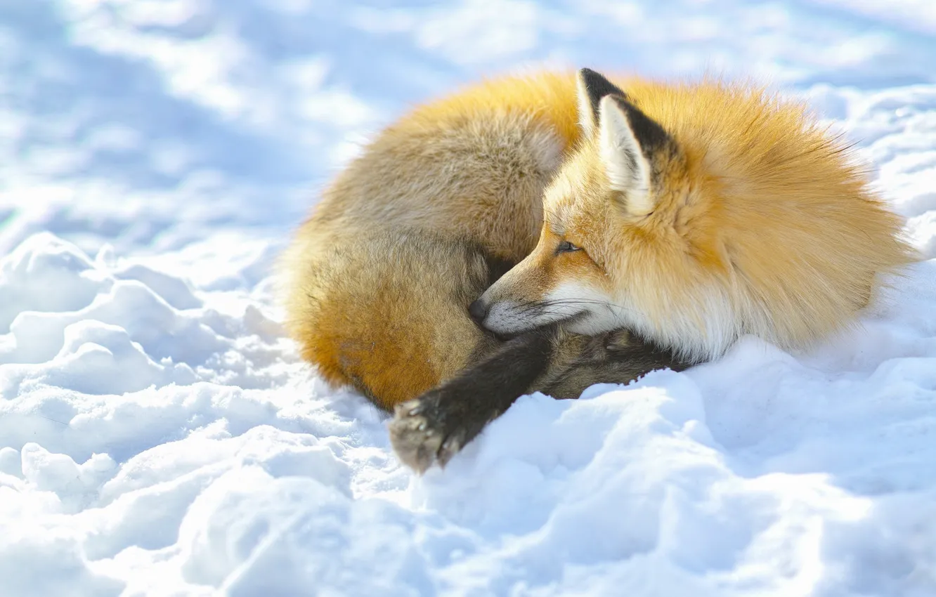 Photo wallpaper winter, snow, Fox