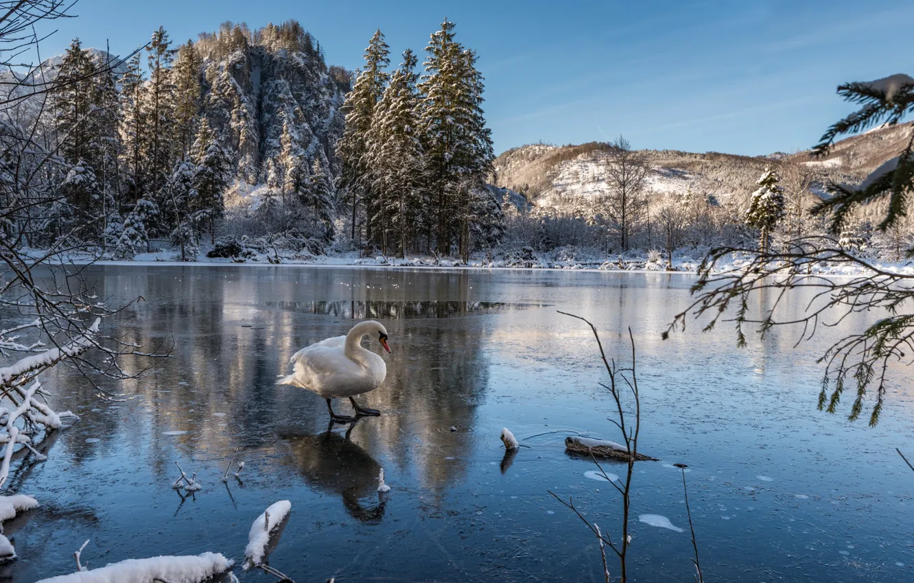 Photo wallpaper winter, snow, bird, swans, pond