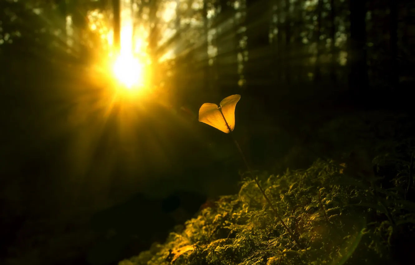 Photo wallpaper light, flowers, nature