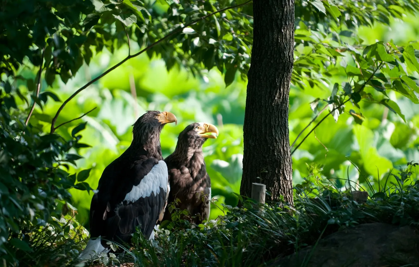 Photo wallpaper trees, nature, bird, plant, Steller's sea - eagles