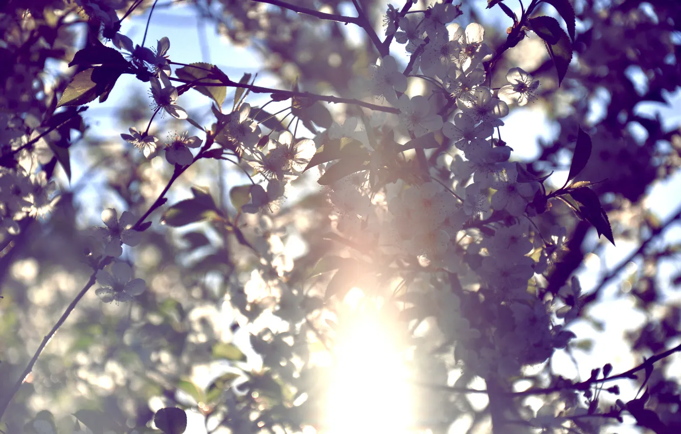 Photo wallpaper the sky, the sun, flowers, vegetation, color, by mike pro