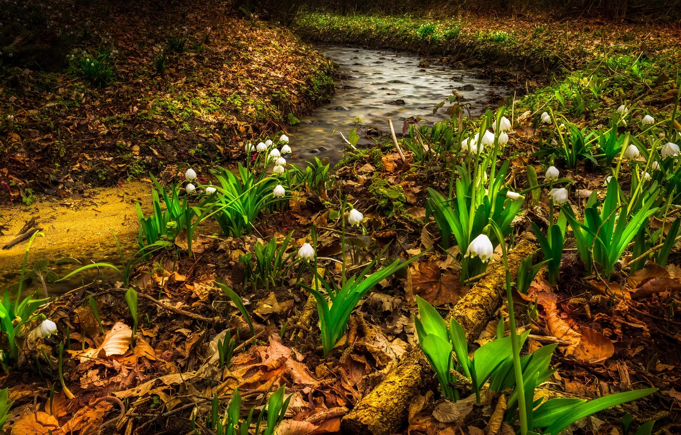Photo wallpaper leaves, flowers, stream, spring, lilies of the valley