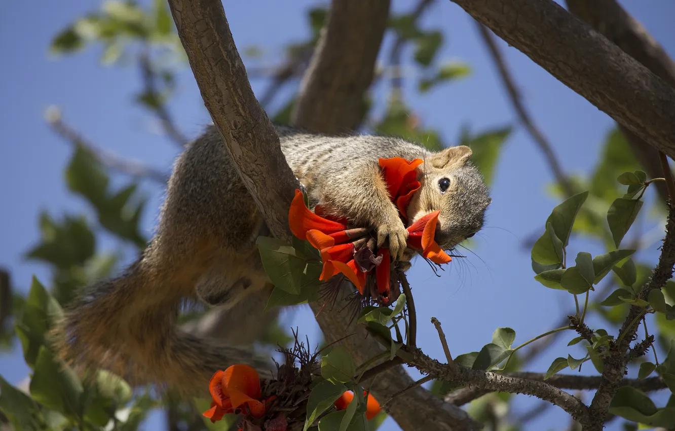 Photo wallpaper look, light, trees, flowers, branches, red, grey, legs