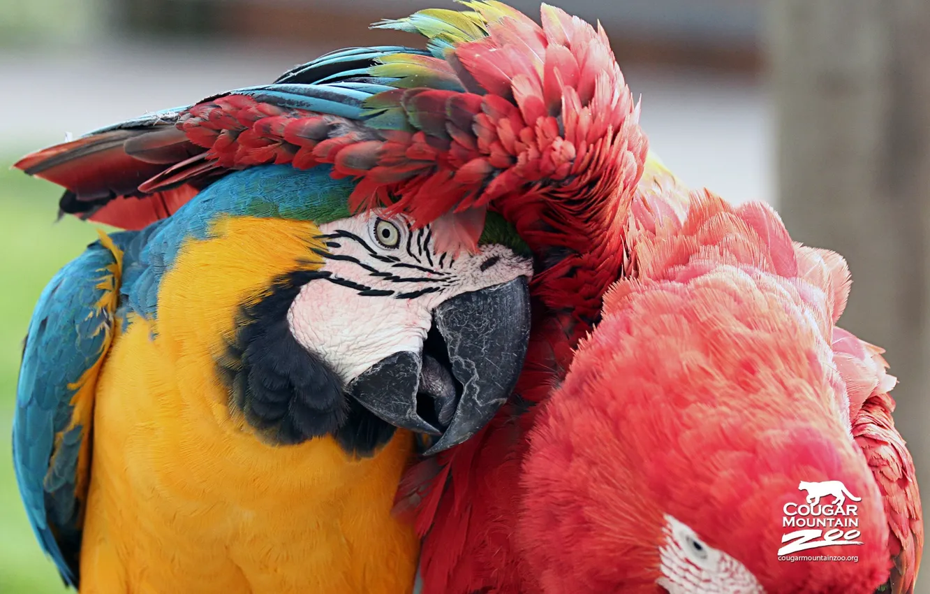 Photo wallpaper parrot, Bird, Macaws, Best Friends Macaws