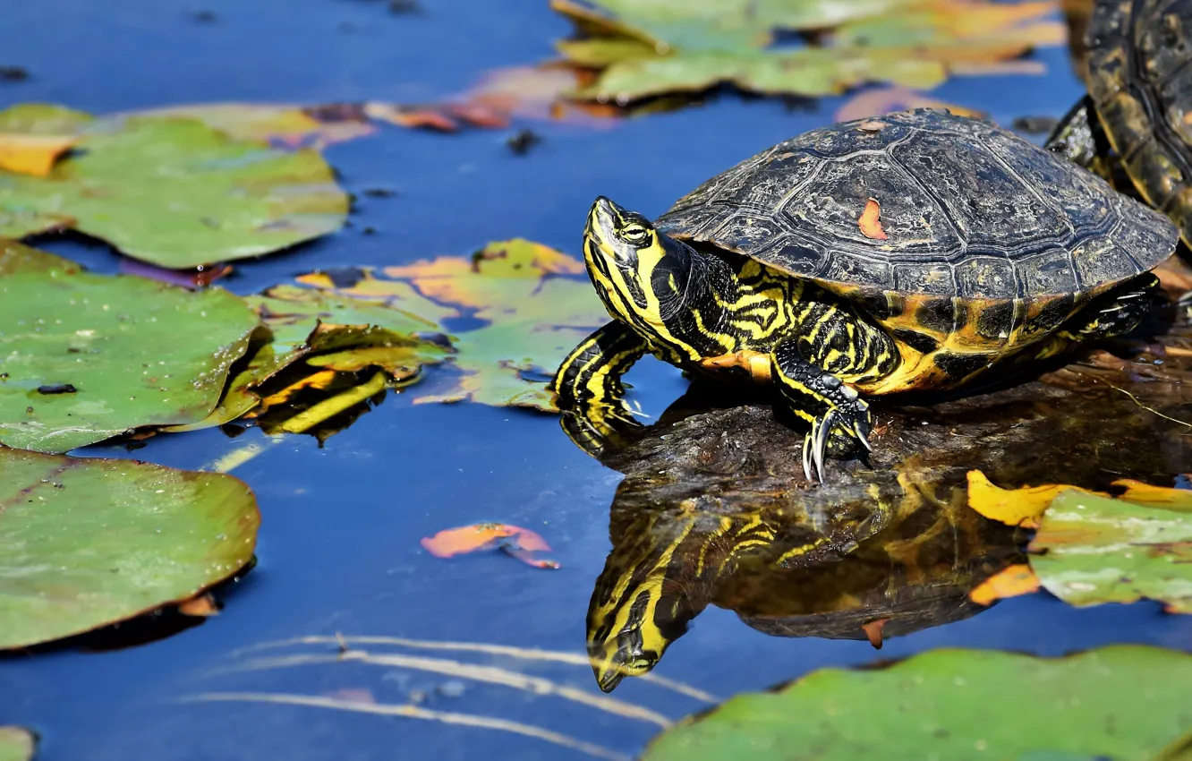 Photo wallpaper look, leaves, water, lake, pond, reflection, turtle, green