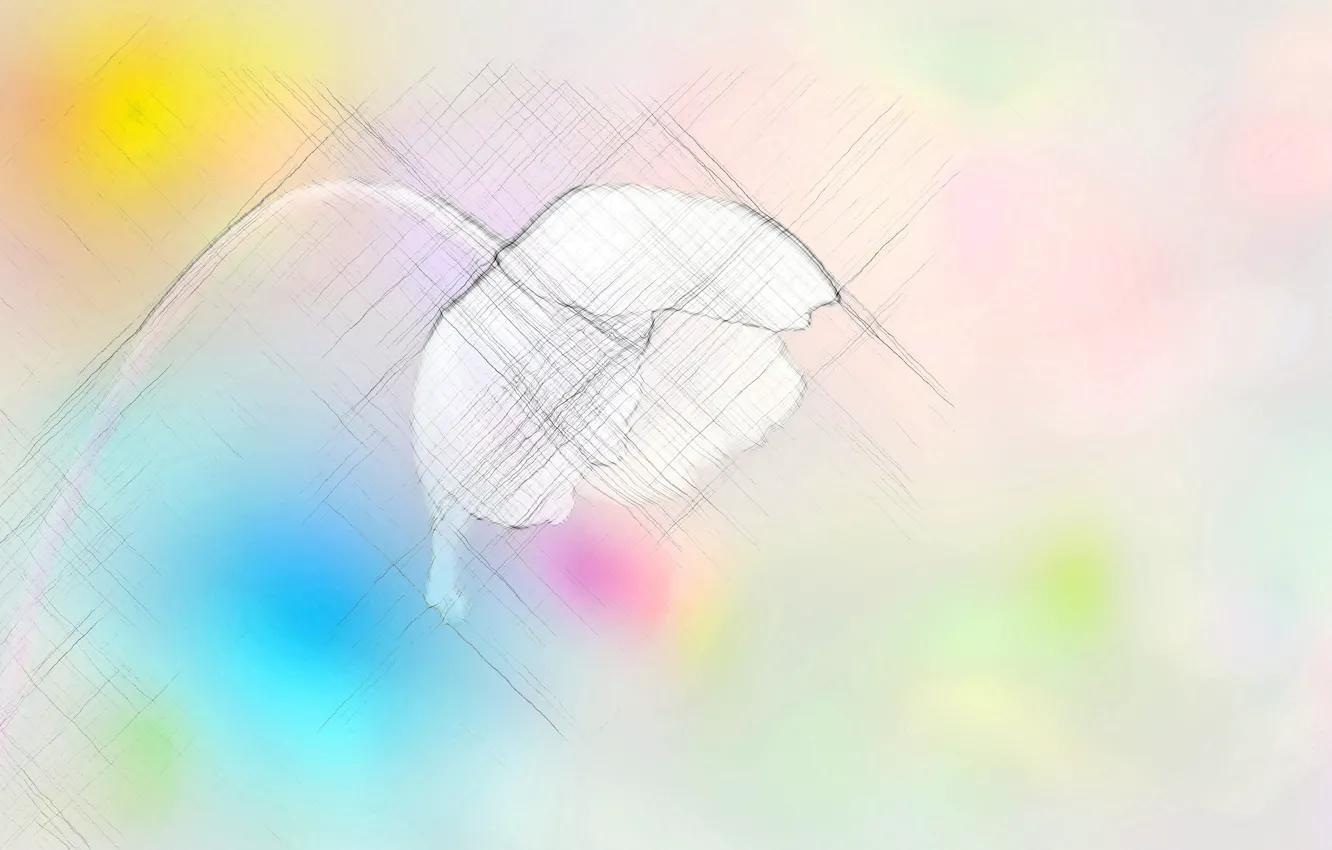 Photo wallpaper flowers, background, color