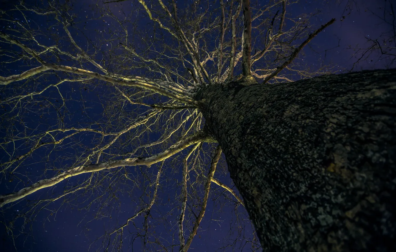 Photo wallpaper the sky, trees, night