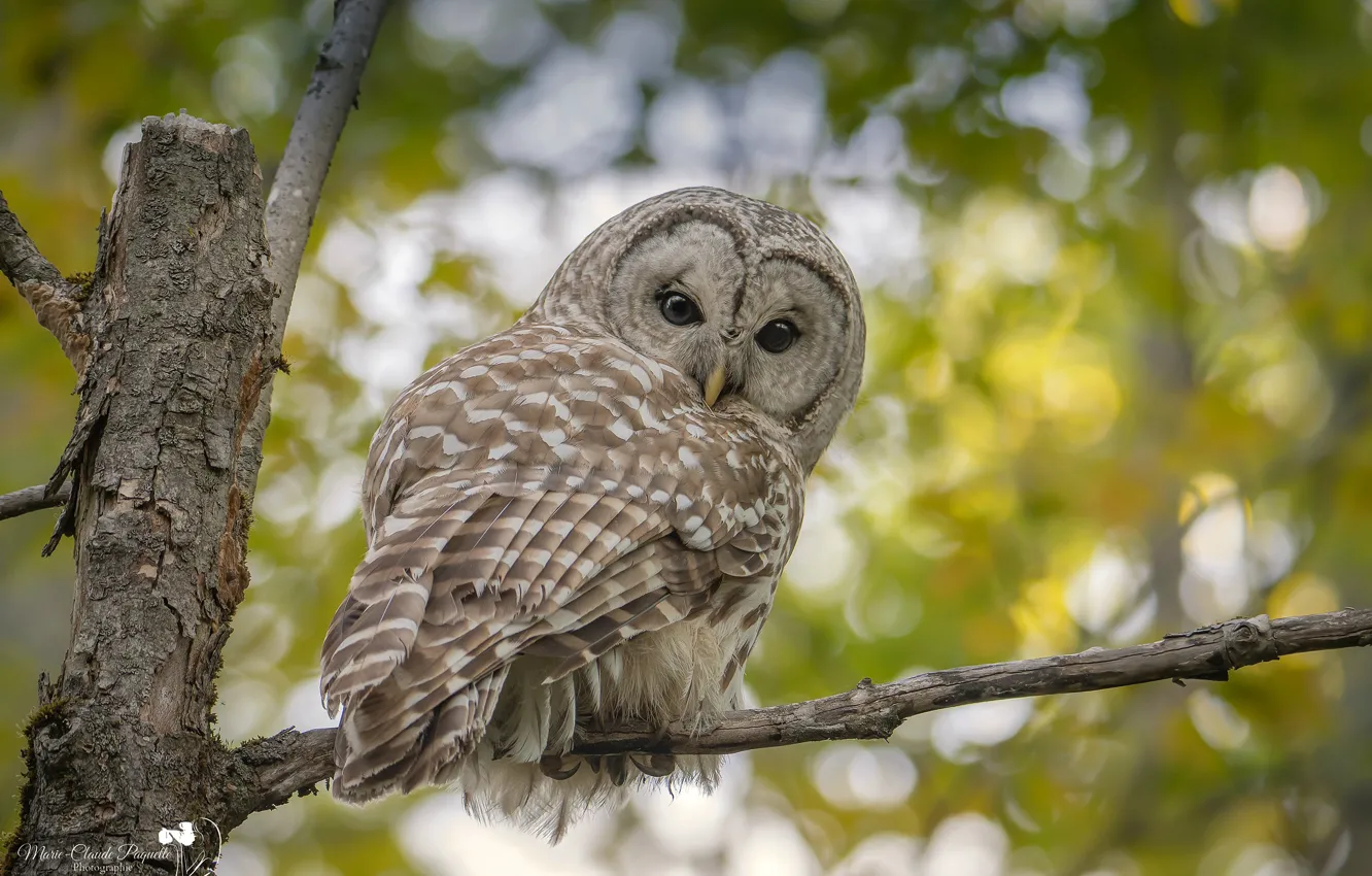 Photo wallpaper greens, trees, branches, nature, owl, bird, bokeh