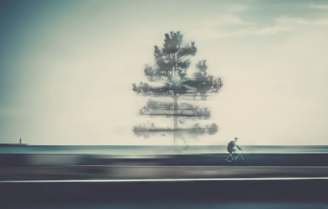 Photo wallpaper road, tree, cyclist