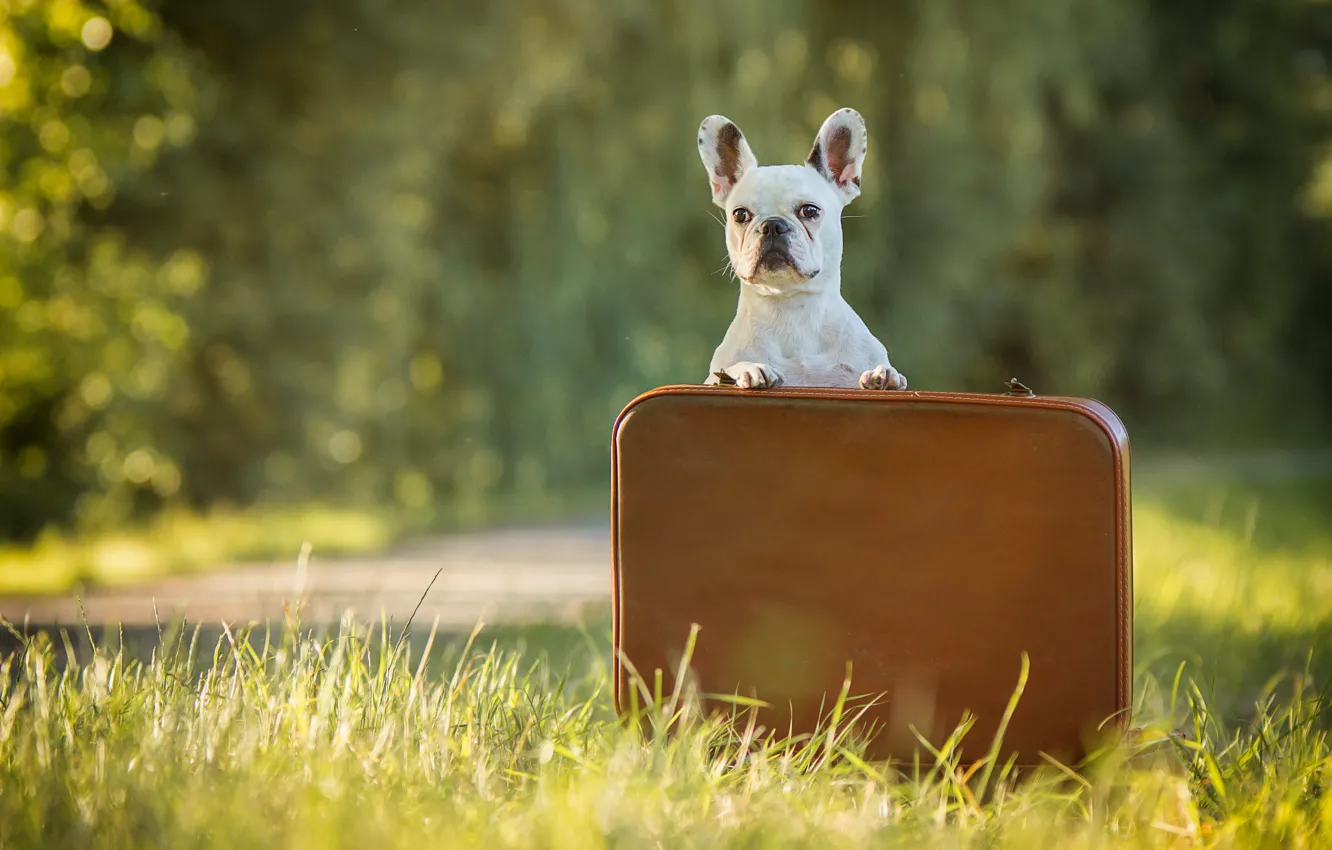 Photo wallpaper grass, dog, case, French bulldog