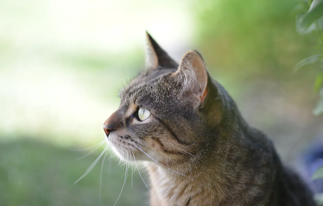 Photo wallpaper Cat, Profile, Kit Kitten