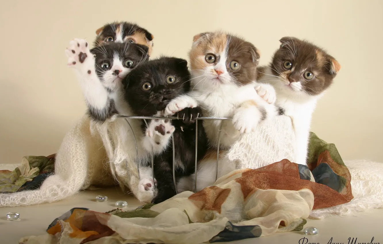 Photo wallpaper cats, kittens, the British