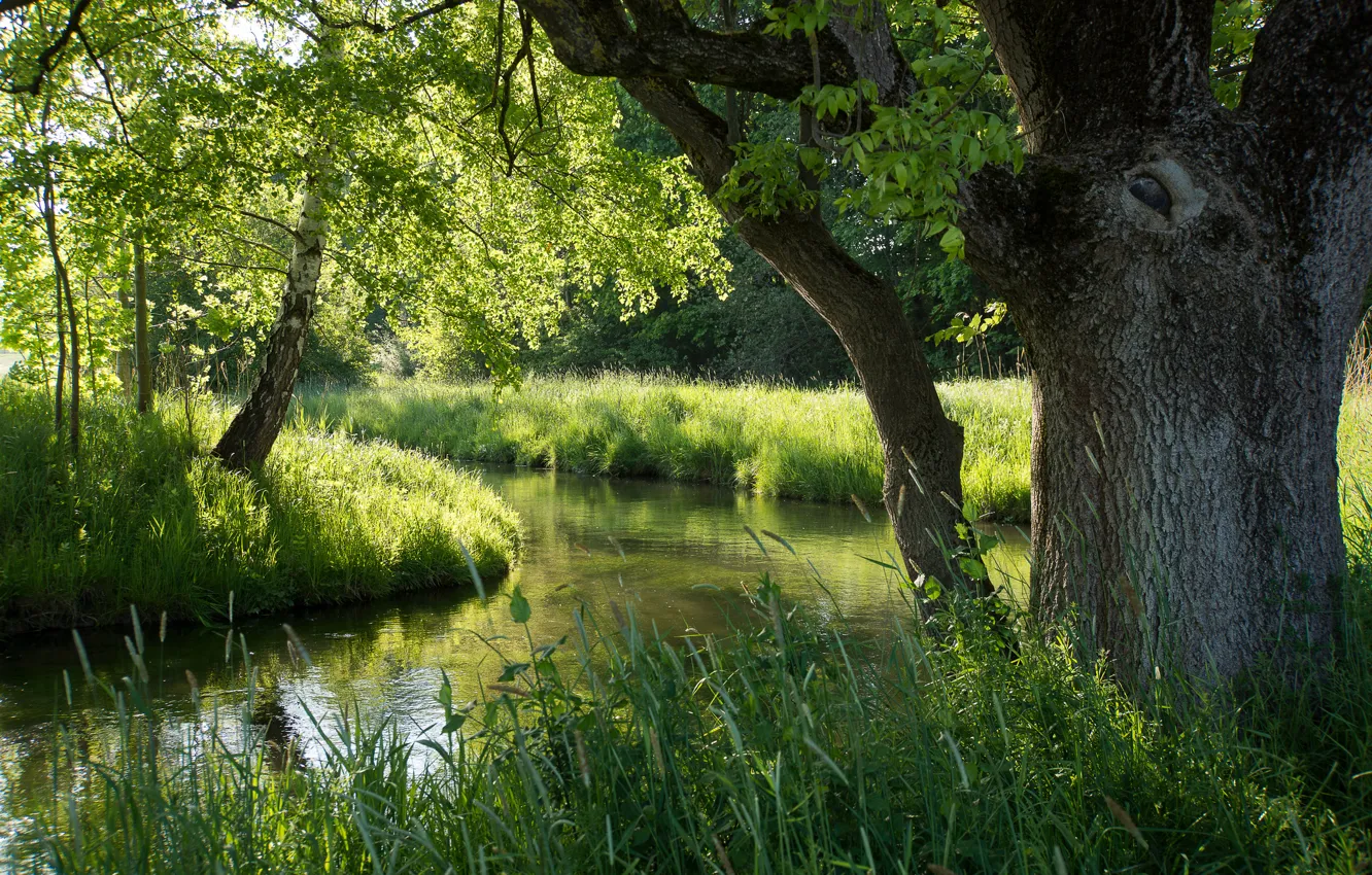 Photo wallpaper forest, summer, river