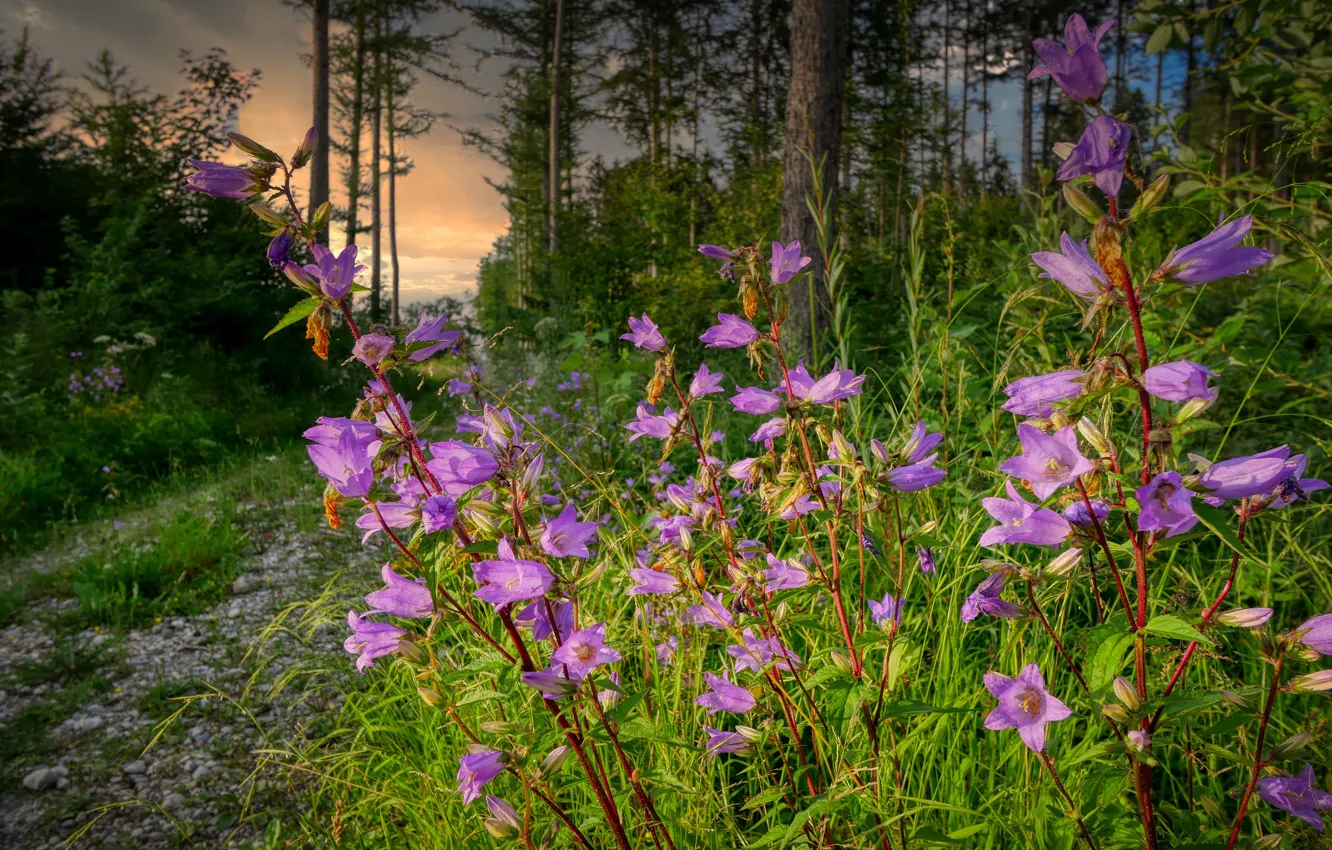 Photo wallpaper forest, grass, flowers, bells, lilac