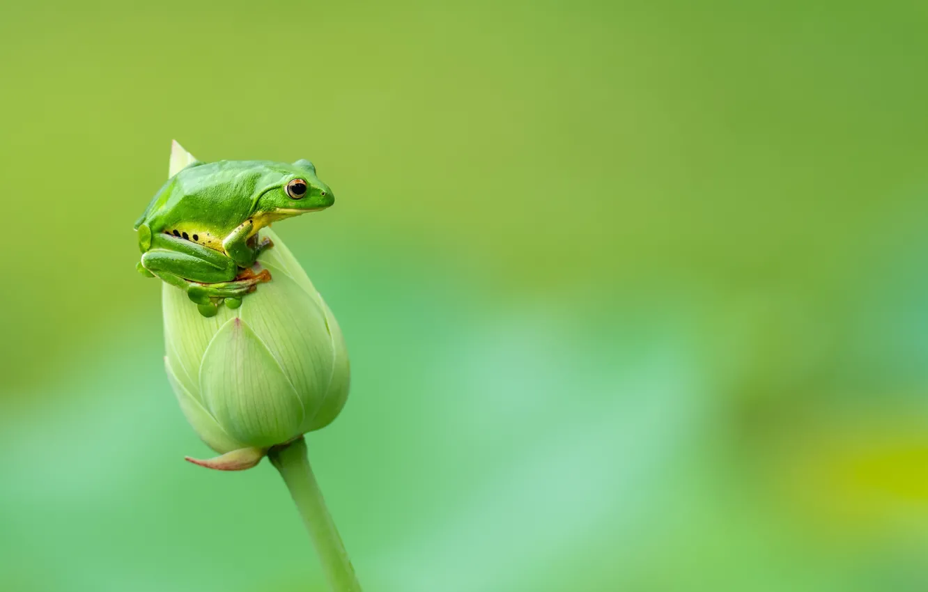 Photo wallpaper nature, Lily, frog