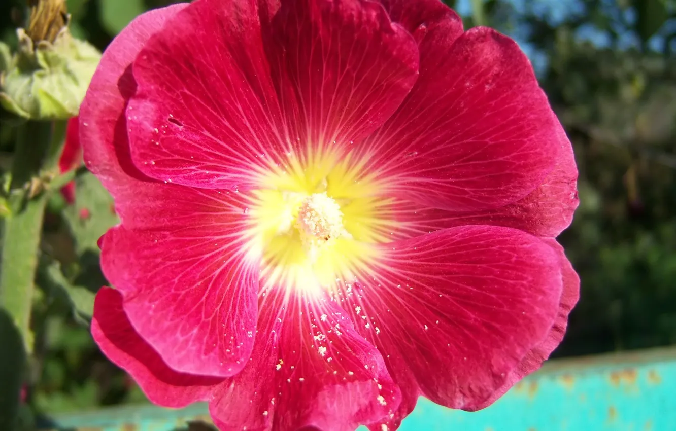 Photo wallpaper flower, macro, red, mallow, Meduzanol ©