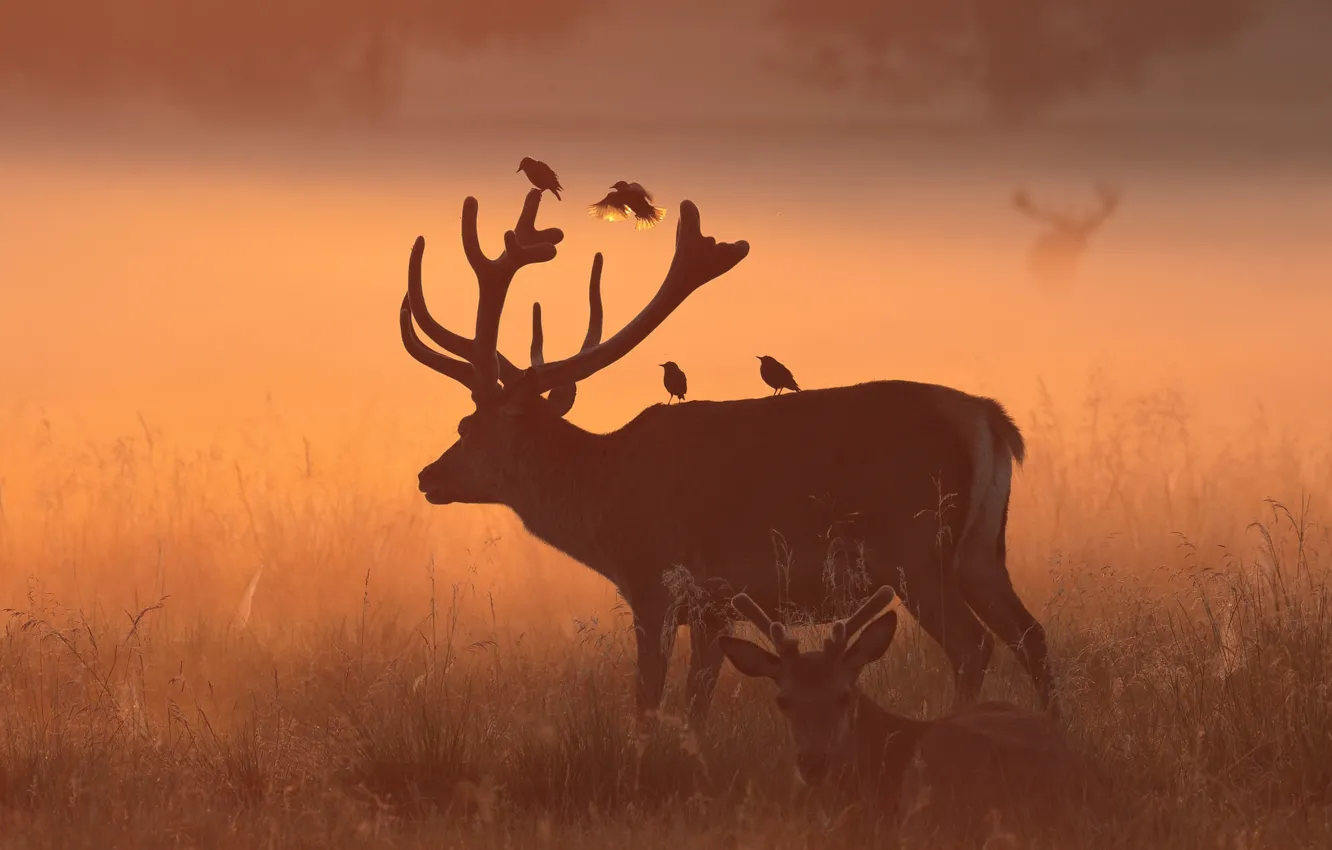 Photo wallpaper field, grass, light, nature, fog, background, bird, two