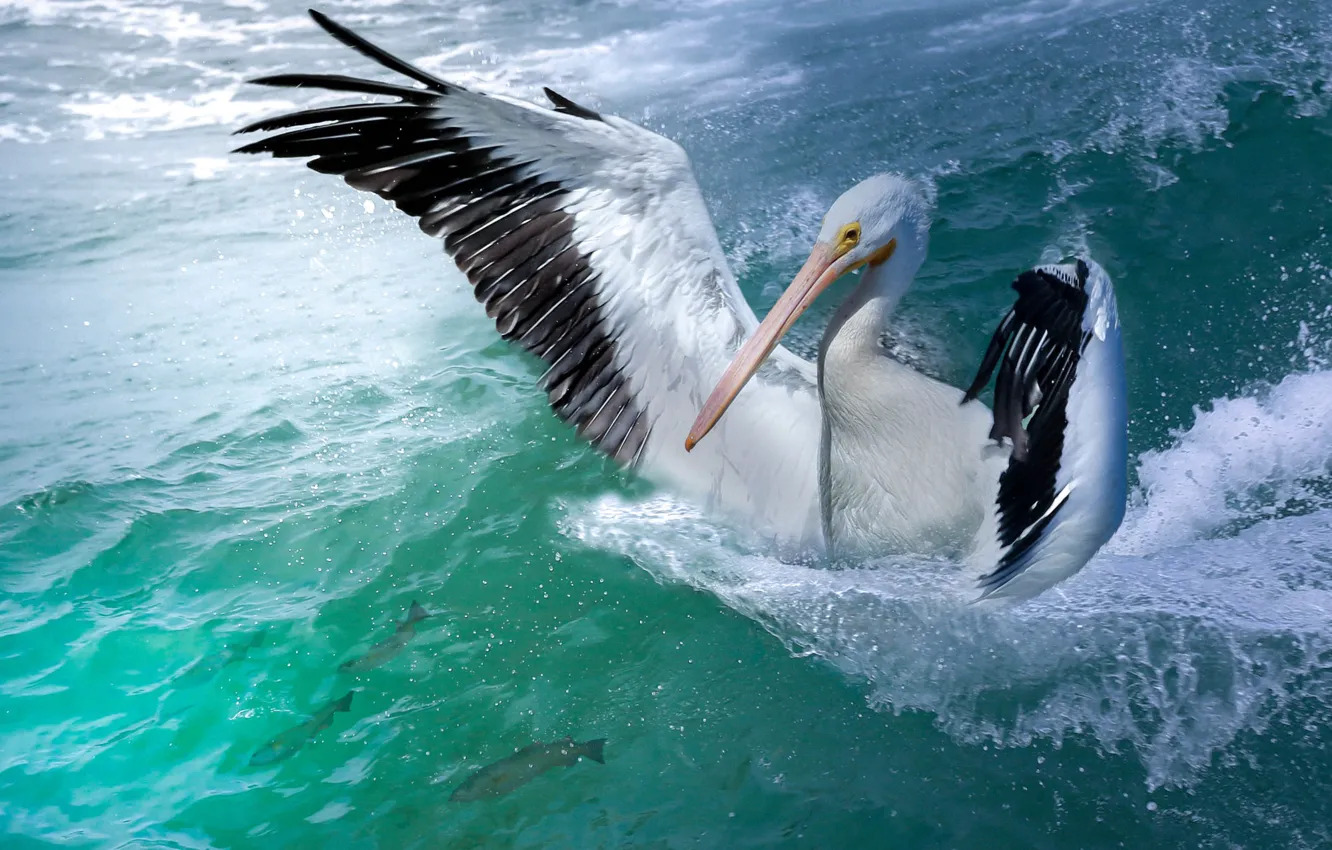 Photo wallpaper sea, wave, bird, fishing, wings, fish, stroke, Pelican