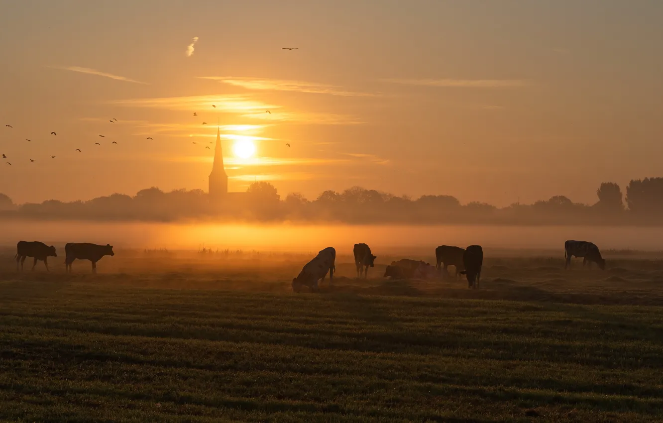 Photo wallpaper field, sunset, fog, cows, cattle