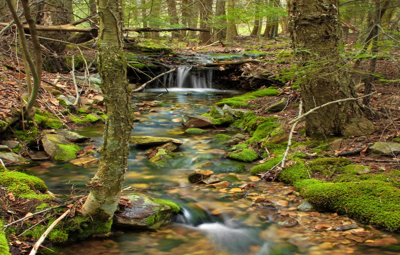 Photo wallpaper forest, trees, nature, river, stream, stones