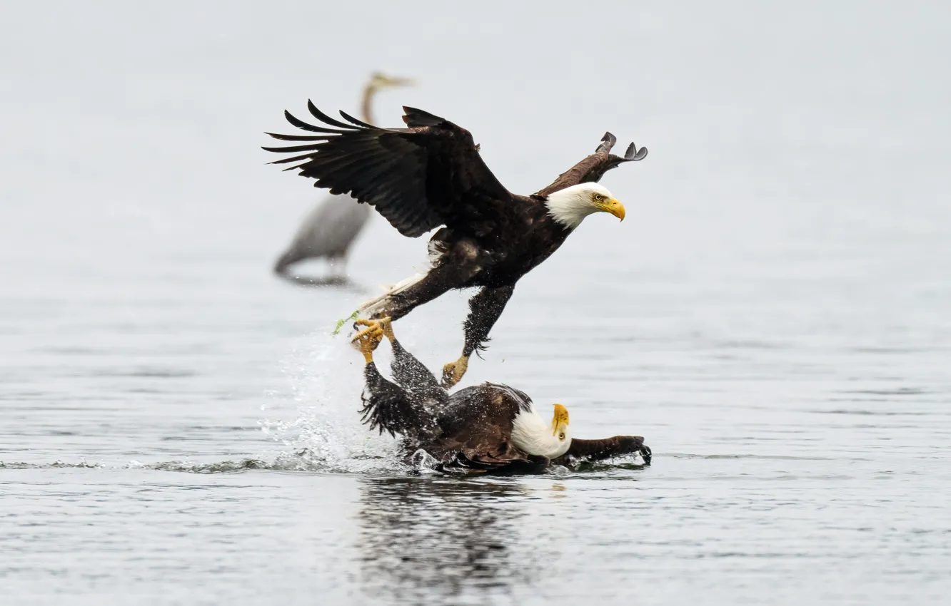 Photo wallpaper bird, USA, bald eagle