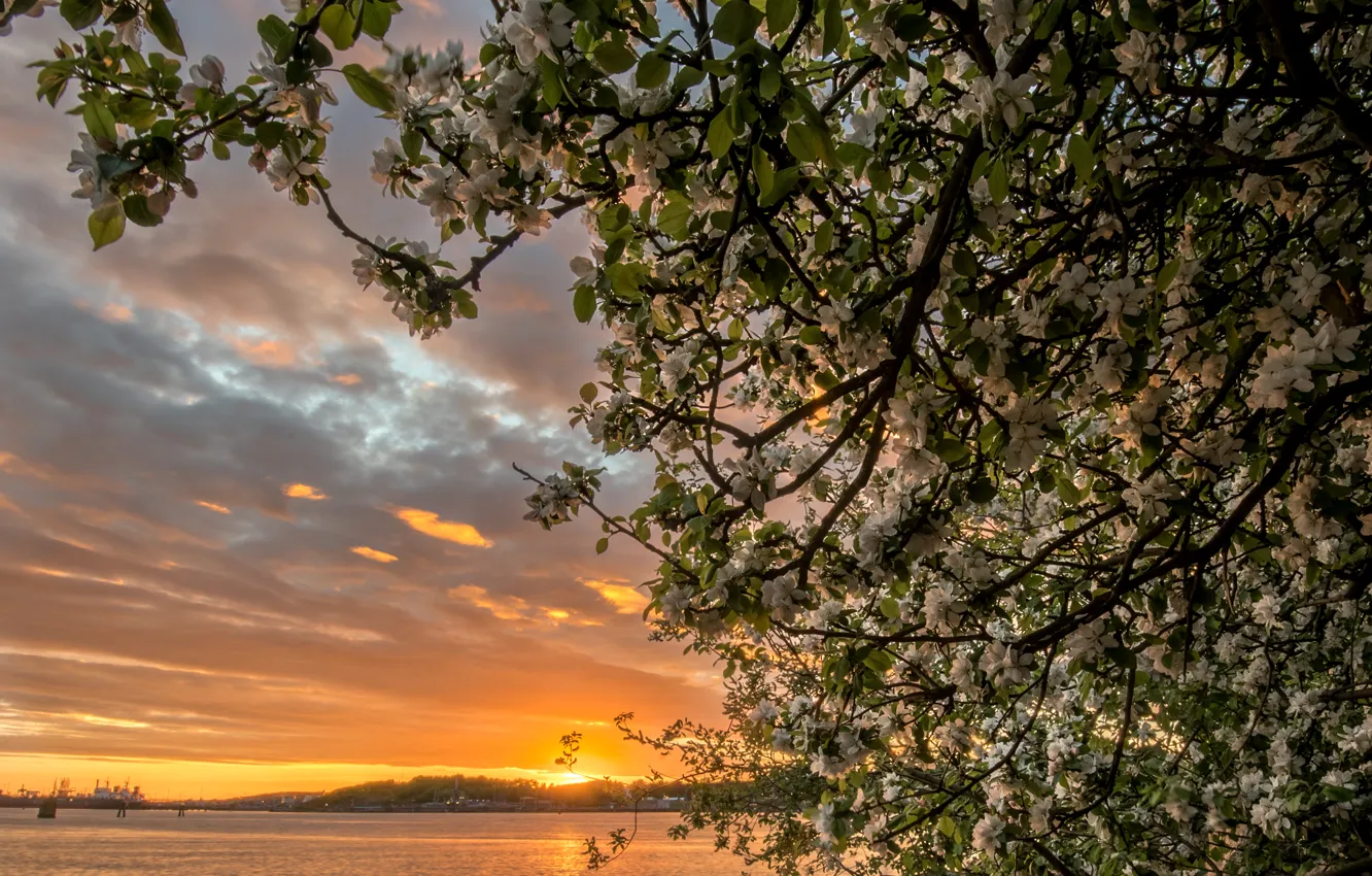 Photo wallpaper sunset, branches, river, tree, Sweden, Apple, flowering, Sweden