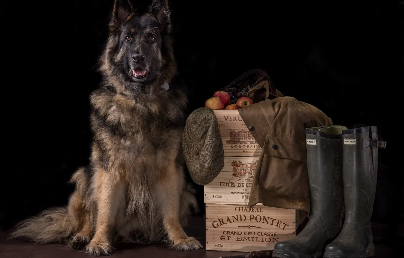 Photo wallpaper background, dog, boots, boxes, cap, shepherd