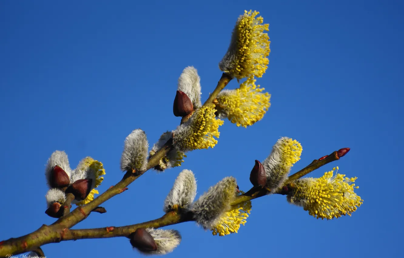 Photo wallpaper flowers, nature, spring, Verba