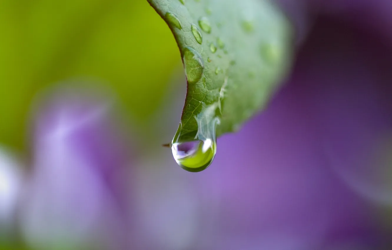 Photo wallpaper leaves, water, drops, macro