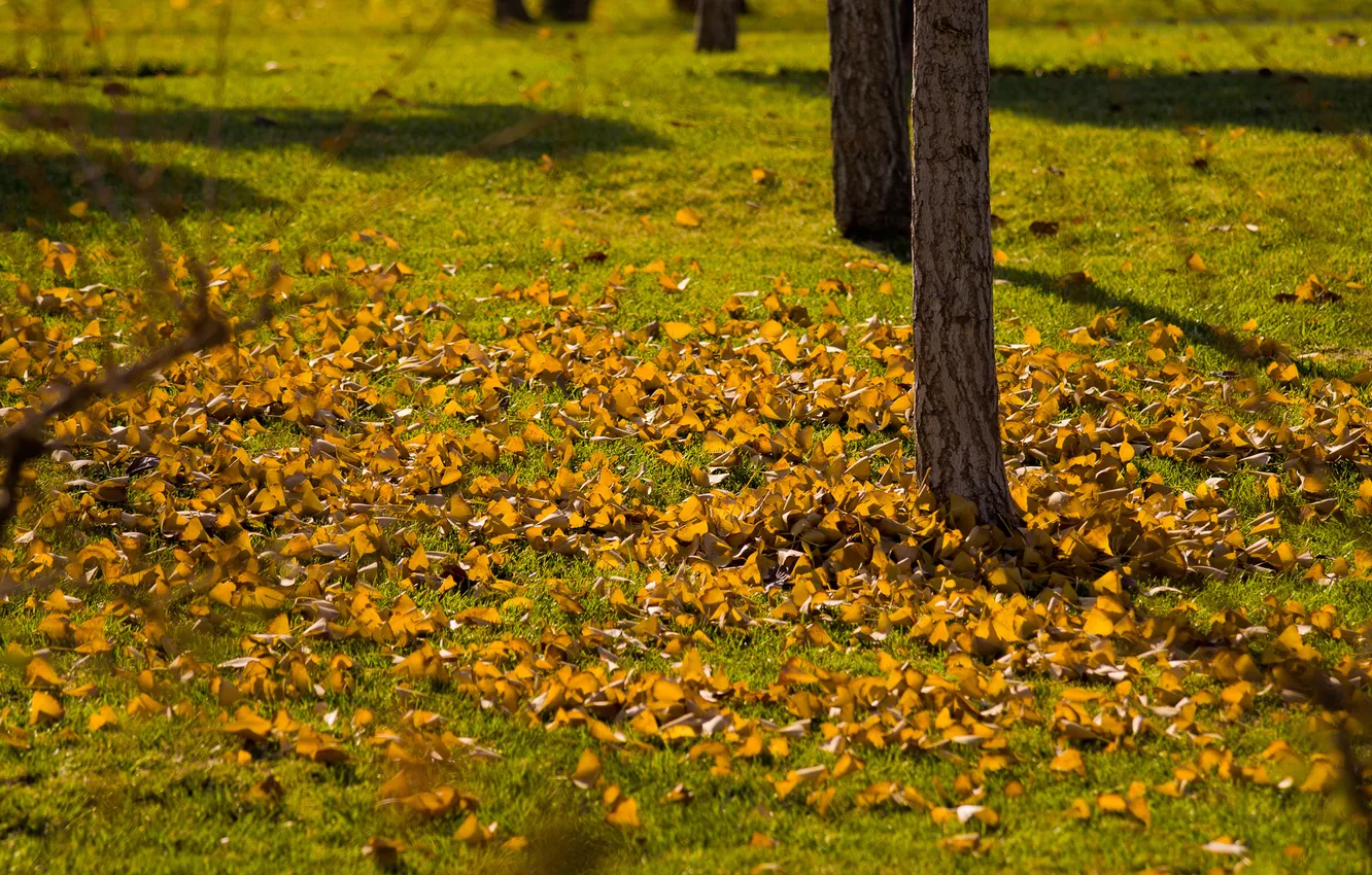 Photo wallpaper autumn, grass, leaves, branch, shadows, lawn, yellow, trees
