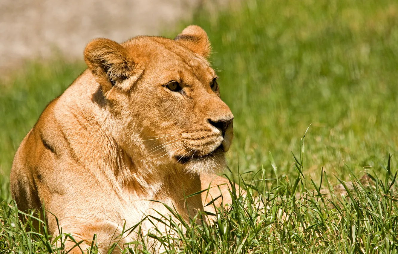 Photo wallpaper cat, grass, the sun, stay, lioness