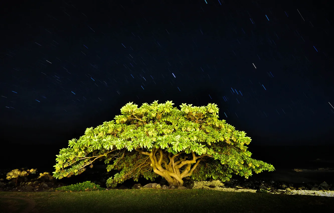 Photo wallpaper the sky, stars, trees, night