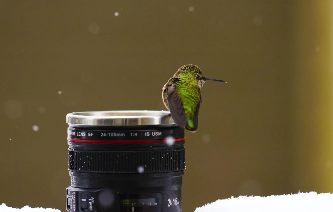 Photo wallpaper winter, snow, bird, mug, lens