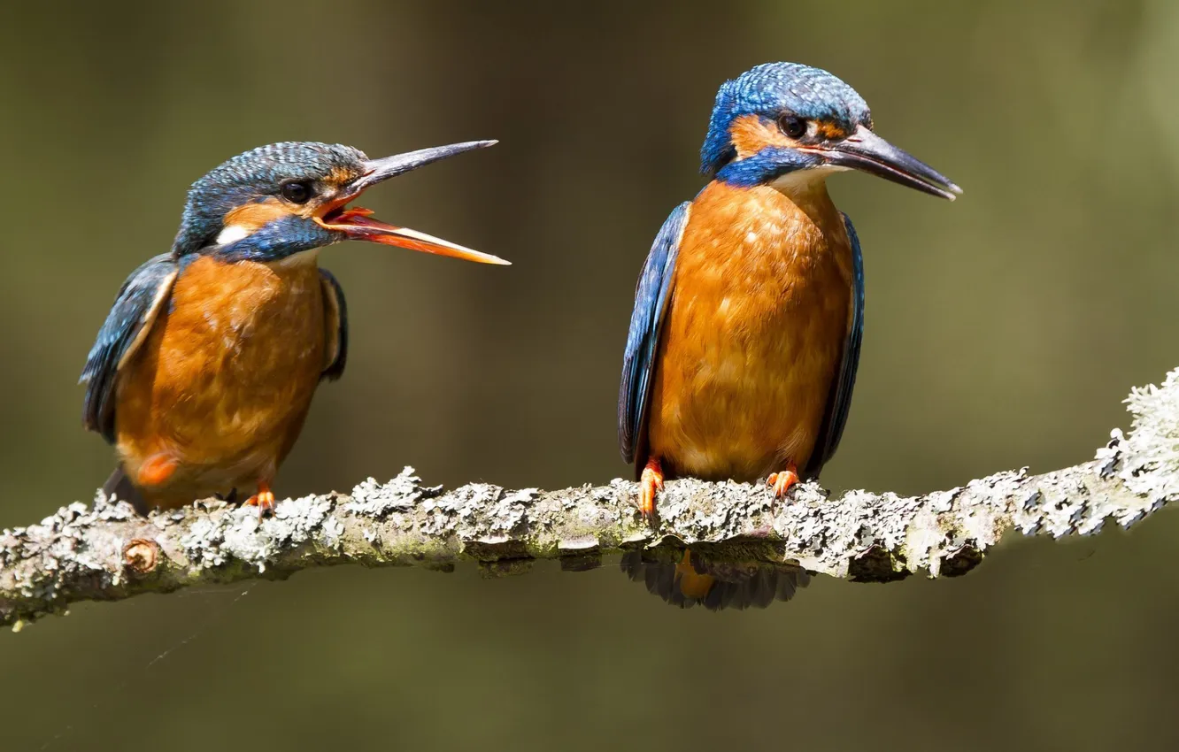 Photo wallpaper branches, bird, Wallpaper, beak