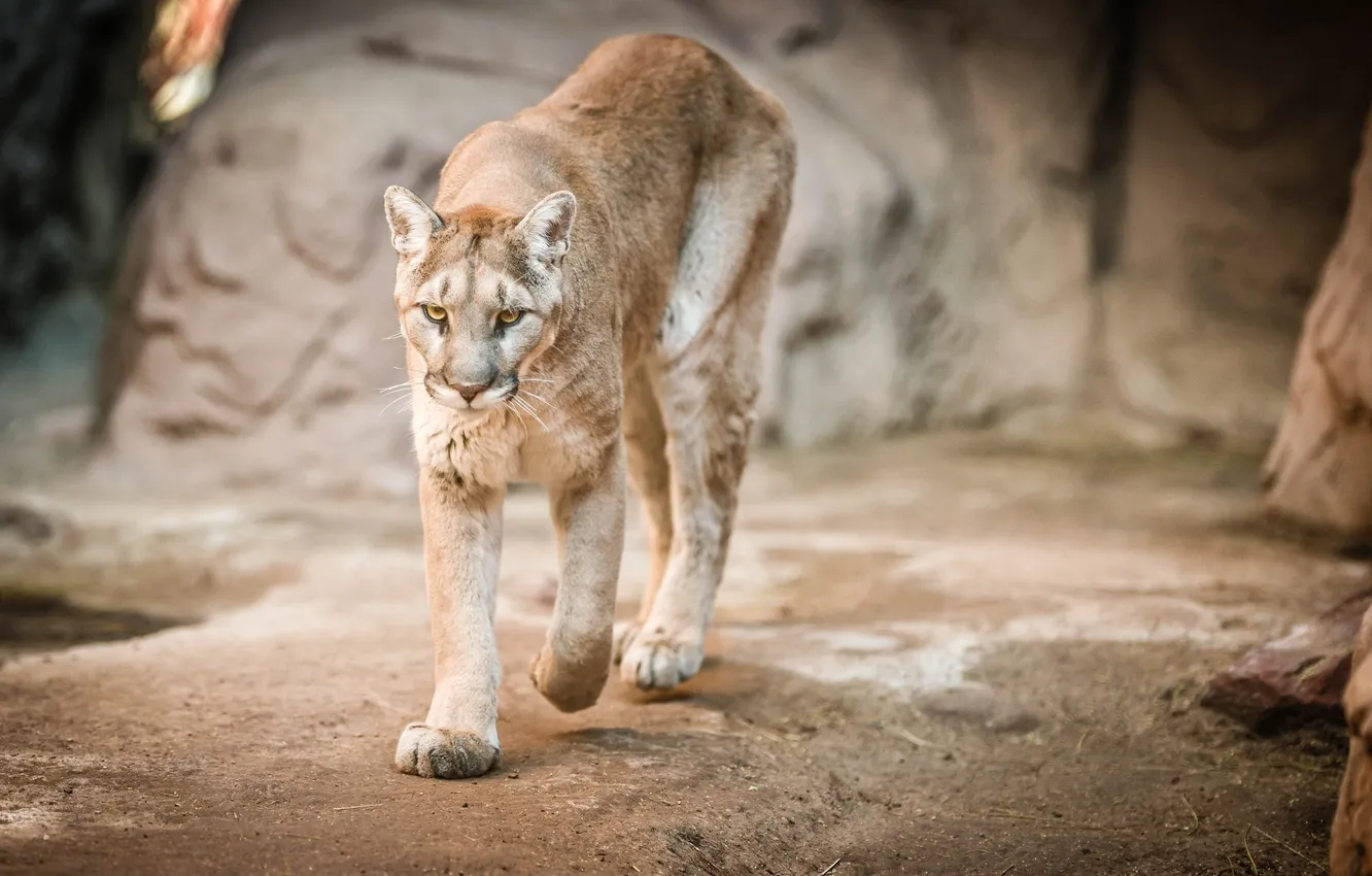 Photo wallpaper face, predator, walk, Puma, wild cat, mountain lion, Cougar