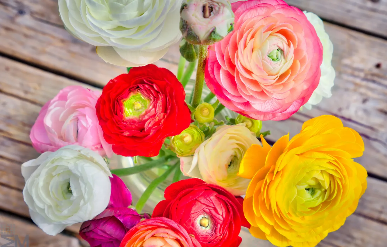 Photo wallpaper bouquet, buds, Ranunculus