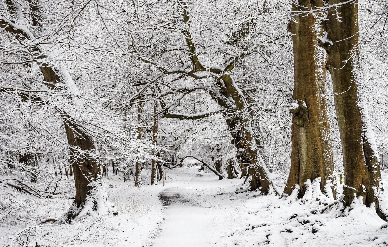 Photo wallpaper winter, road, trees