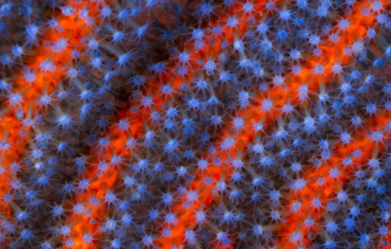 Photo wallpaper Australia, The great barrier reef, Alcyonacea