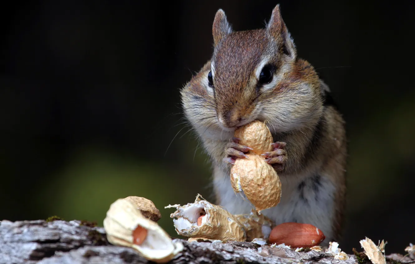 Photo wallpaper nature, Chipmunk, nuts