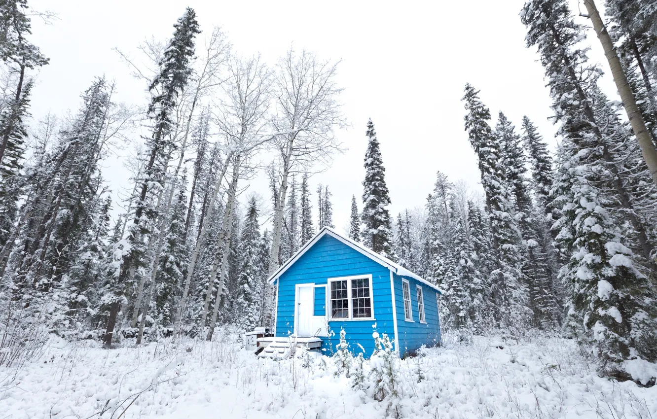 Photo wallpaper forest, winter, snow, cabin