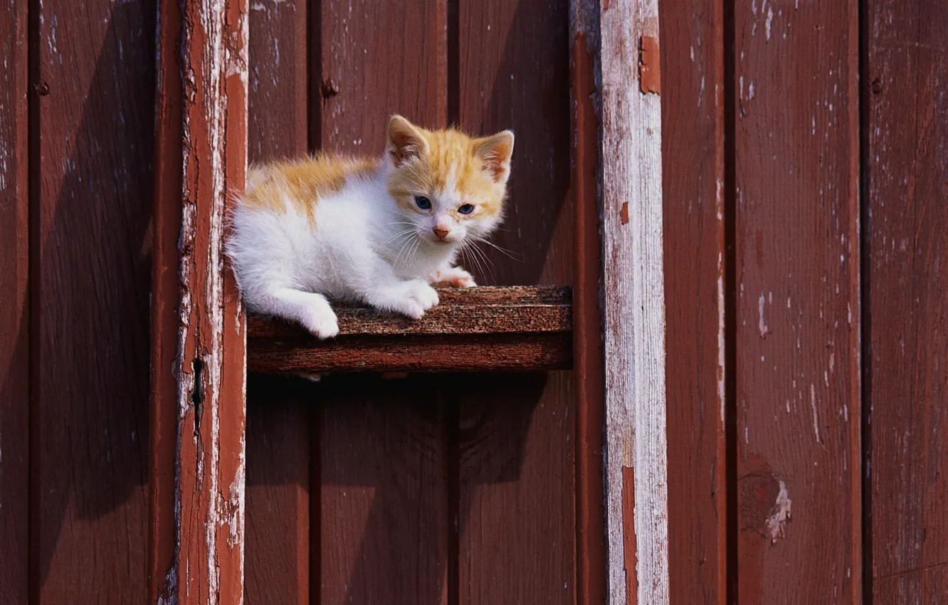 Photo wallpaper cat, white, cat, kitty, red, cat