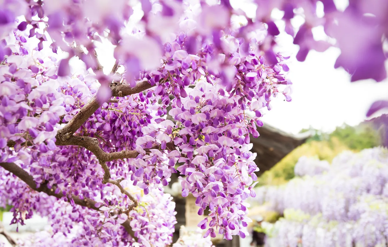 Photo wallpaper flowers, petals, flowering, Wisteria