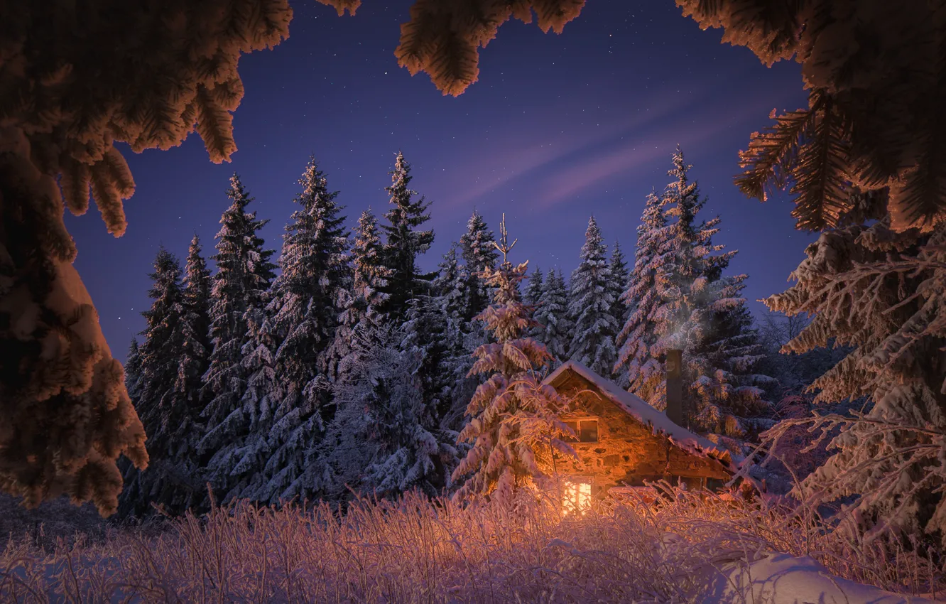 Photo wallpaper winter, forest, the sky, grass, light, snow, trees, landscape