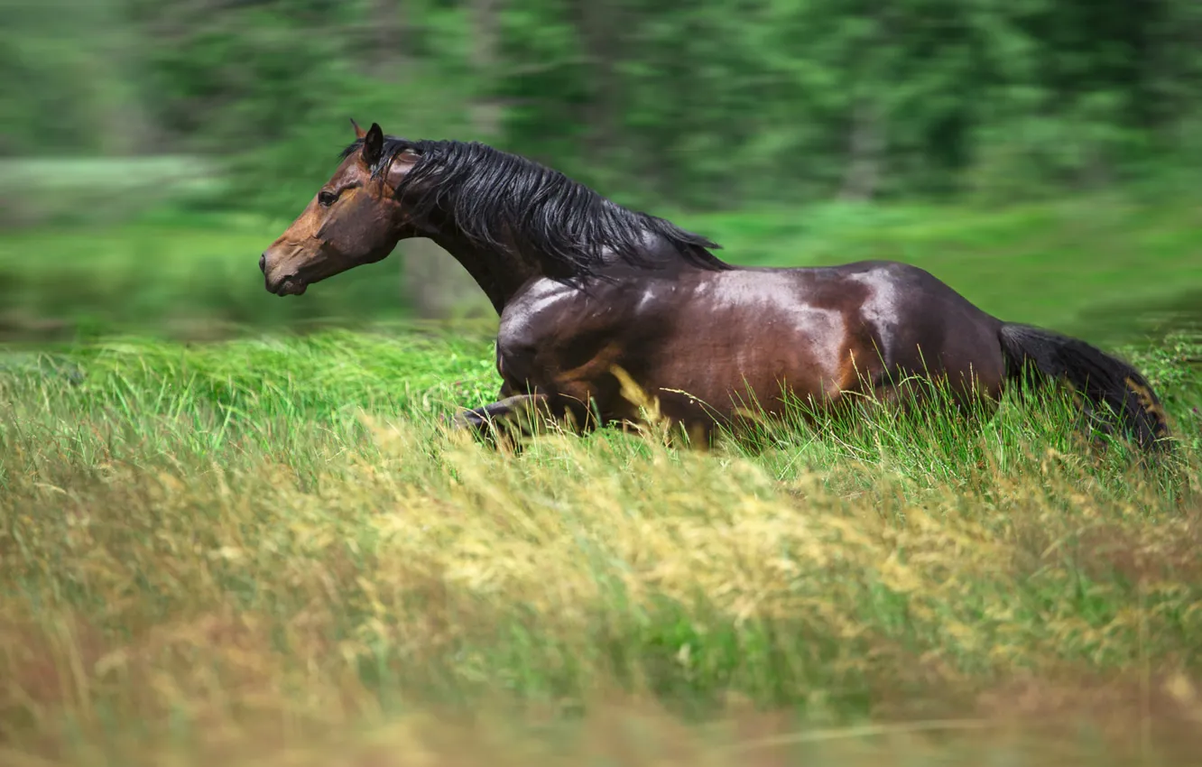 Photo wallpaper field, summer, grass, horse, horse, Shine, stallion, meadow