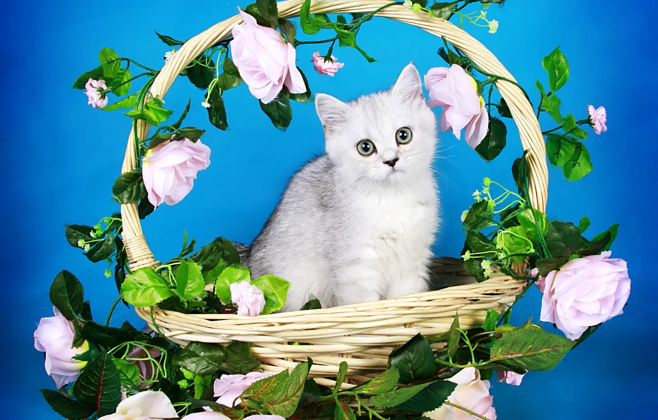 Photo wallpaper cat, look, flowers, pose, grey, roses, kitty, face