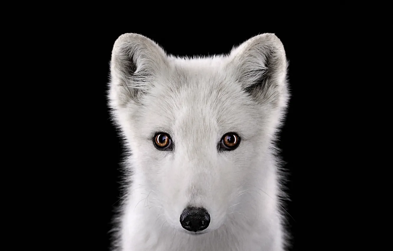 Photo wallpaper look, fur, polar Fox, Fox