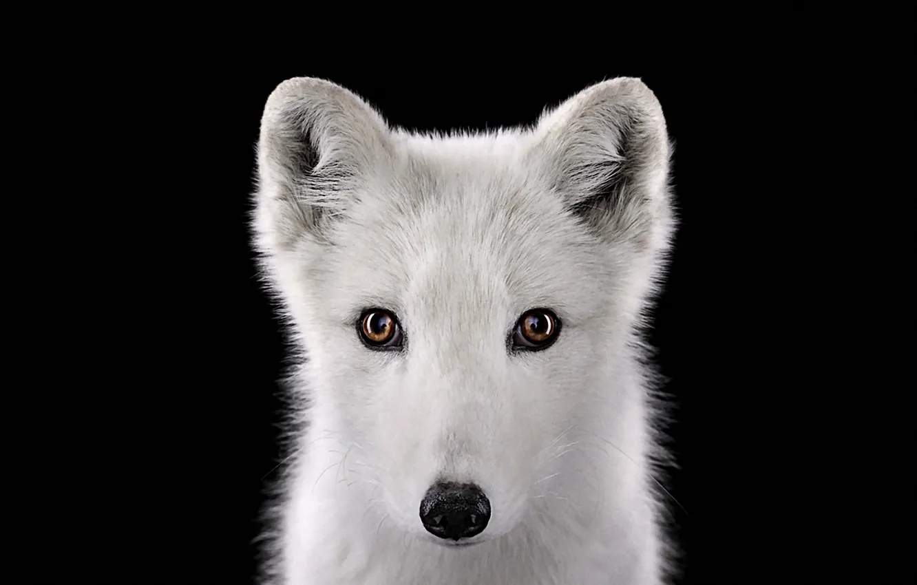 Photo wallpaper look, fur, Fox, polar Fox