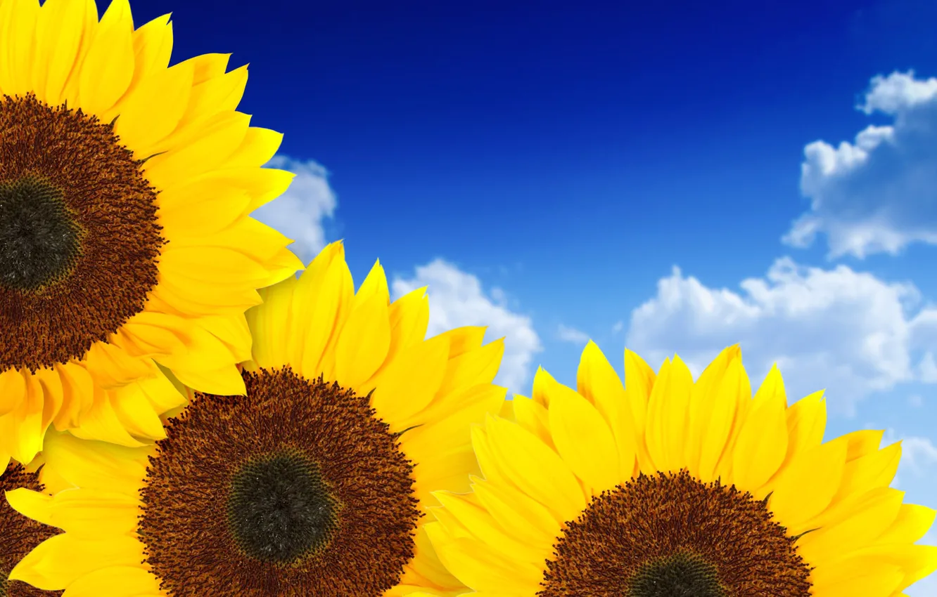 Photo wallpaper macro, sunflowers, nature