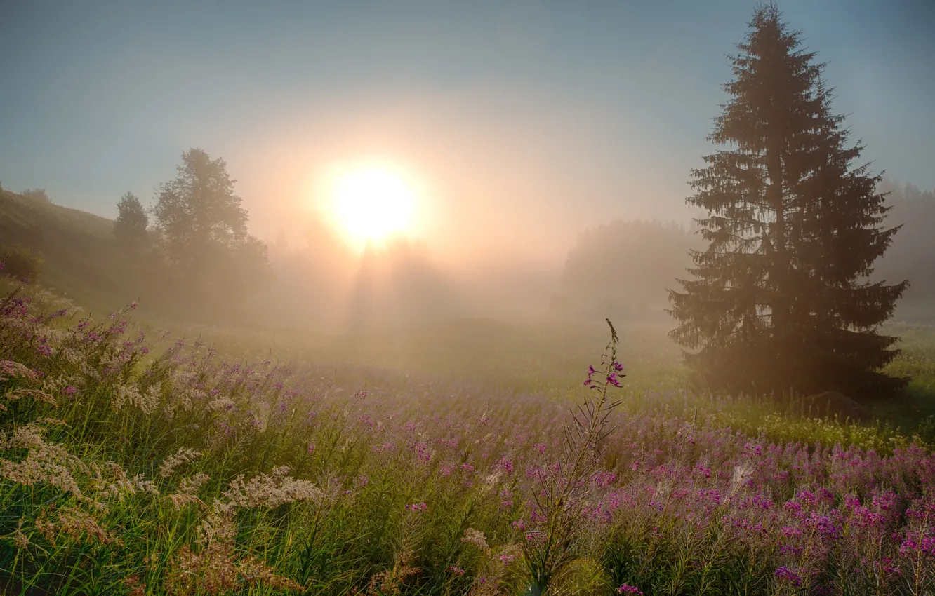 Photo wallpaper field, summer, the sky, the sun, light, flowers, nature, fog