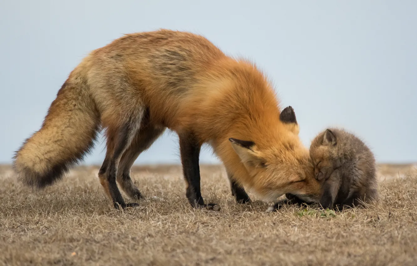 Photo wallpaper nature, Red Fox, babies
